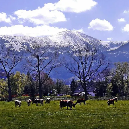 Daire Brzoza I Swierk Z Widokiem Na Gory