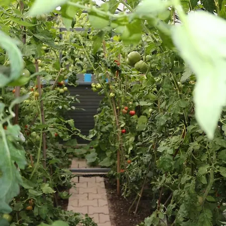 Brzoza I Swierk Z Widokiem Na Gory * Jelenia Gora