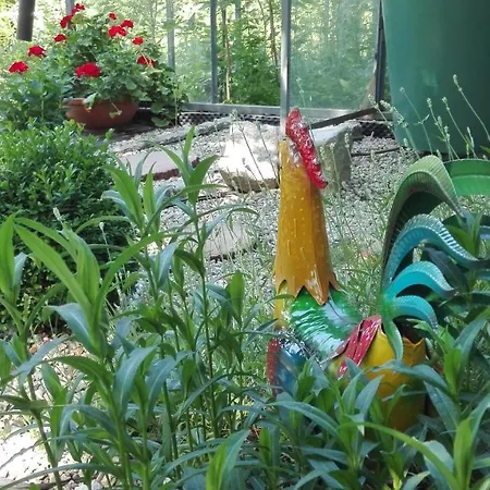 Daire Brzoza I Swierk Z Widokiem Na Gory Jelenia Gora