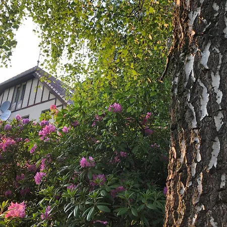 Brzoza I Swierk Z Widokiem Na Gory