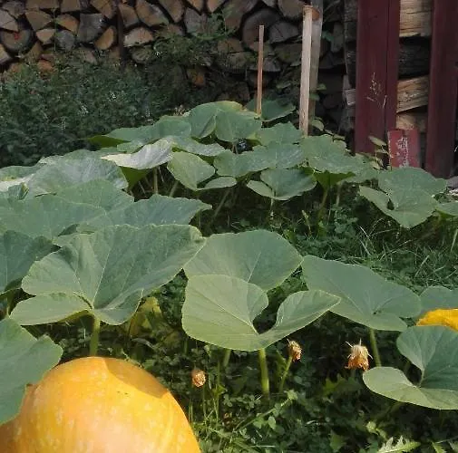 Brzoza I Swierk Z Widokiem Na Gory *