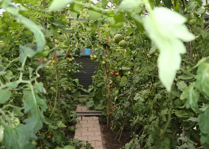 Brzoza I Swierk Z Widokiem Na Gory W Centrum Uzdrowiska Przy Parku I Termach * Jelenia Góra