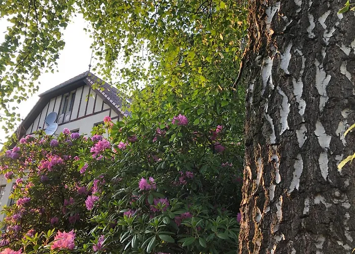 Brzoza I świerk Z Widokiem Na Góry